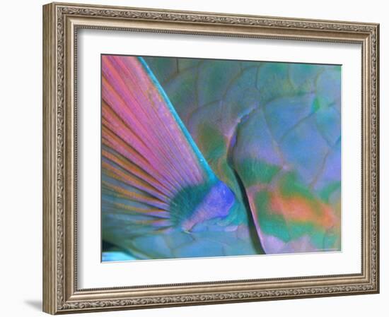 Close up Detail of a Parrotfish Fin, Scarus Sp, Thailand-Louise Murray-Framed Photographic Print