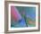 Close up Detail of a Parrotfish Fin, Scarus Sp, Thailand-Louise Murray-Framed Photographic Print