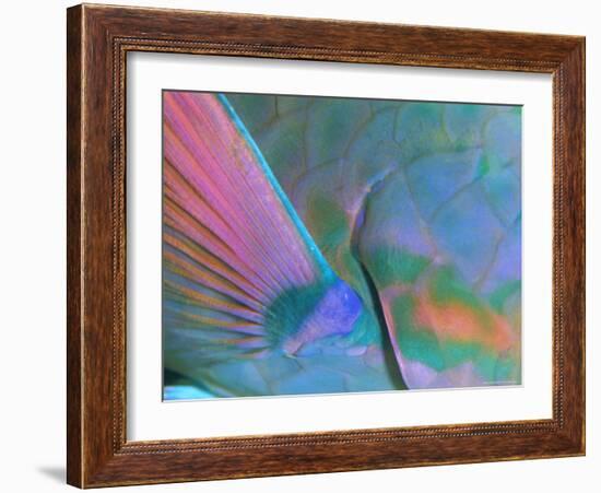 Close up Detail of a Parrotfish Fin, Scarus Sp, Thailand-Louise Murray-Framed Photographic Print
