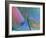 Close up Detail of a Parrotfish Fin, Scarus Sp, Thailand-Louise Murray-Framed Photographic Print