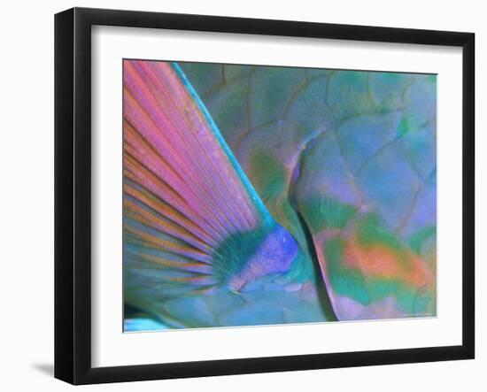 Close up Detail of a Parrotfish Fin, Scarus Sp, Thailand-Louise Murray-Framed Photographic Print