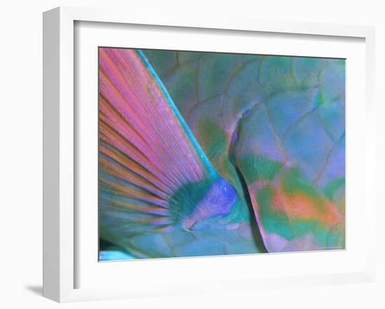 Close up Detail of a Parrotfish Fin, Scarus Sp, Thailand-Louise Murray-Framed Photographic Print