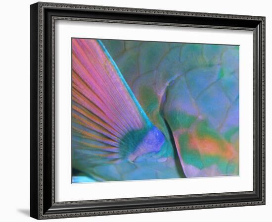 Close up Detail of a Parrotfish Fin, Scarus Sp, Thailand-Louise Murray-Framed Photographic Print