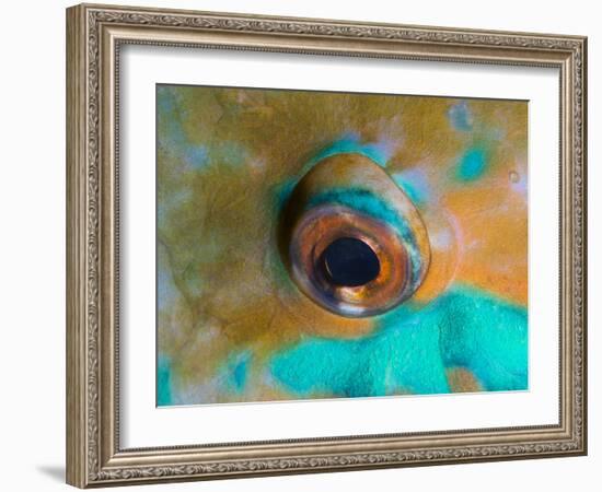 Close-up Detail of Parrotfish Eye, Solomon Islands-Stocktrek Images-Framed Photographic Print