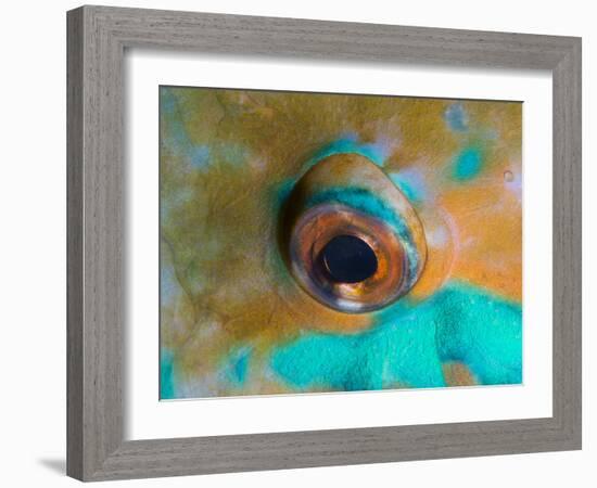 Close-up Detail of Parrotfish Eye, Solomon Islands-Stocktrek Images-Framed Photographic Print