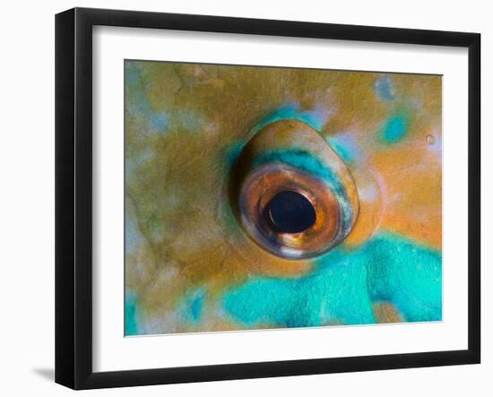 Close-up Detail of Parrotfish Eye, Solomon Islands-Stocktrek Images-Framed Photographic Print