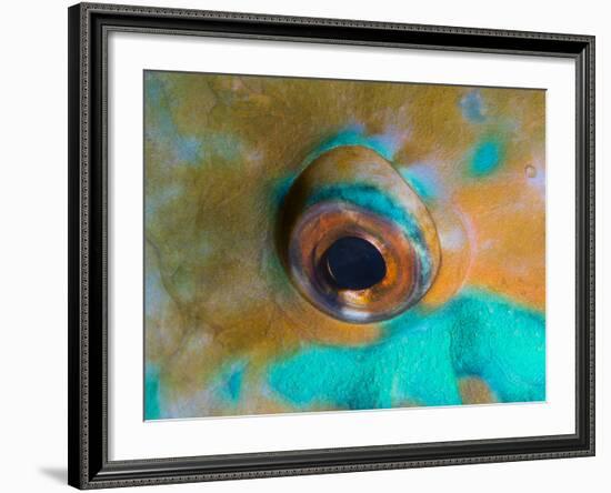 Close-up Detail of Parrotfish Eye, Solomon Islands-Stocktrek Images-Framed Photographic Print