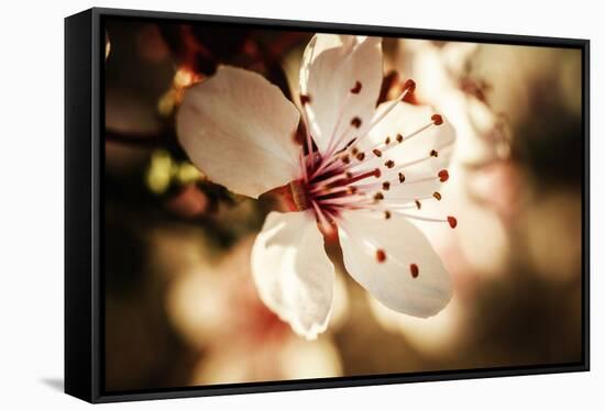 Close-Up, Detail Of Plum Flower Blossoms (Prunus Mume)-Ron Koeberer-Framed Stretched Canvas