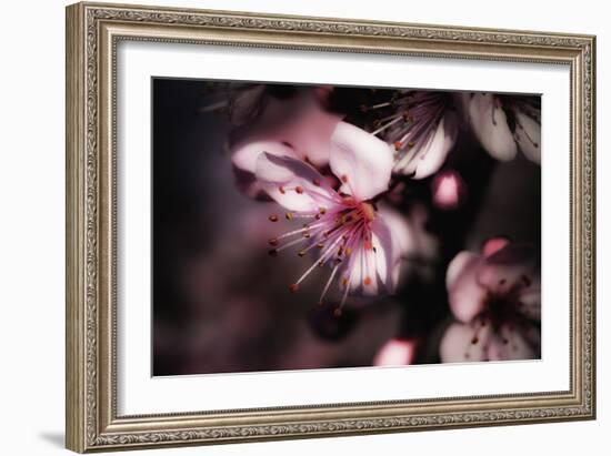 Close-Up, Detail Of Plum Flower Blossoms (Prunus Mume)-Ron Koeberer-Framed Photographic Print