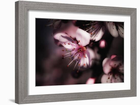 Close-Up, Detail Of Plum Flower Blossoms (Prunus Mume)-Ron Koeberer-Framed Photographic Print