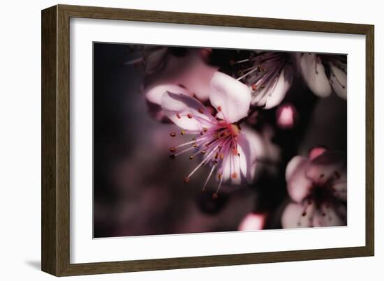 Close-Up, Detail Of Plum Flower Blossoms (Prunus Mume)-Ron Koeberer-Framed Photographic Print