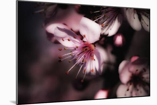 Close-Up, Detail Of Plum Flower Blossoms (Prunus Mume)-Ron Koeberer-Mounted Photographic Print