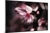 Close-Up, Detail Of Plum Flower Blossoms (Prunus Mume)-Ron Koeberer-Mounted Photographic Print