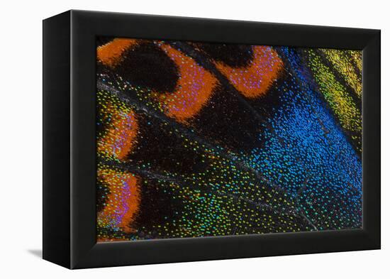 Close-Up Detail Wing Pattern of Tropical Butterfly-Darrell Gulin-Framed Premier Image Canvas