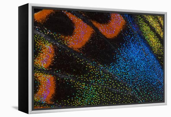 Close-Up Detail Wing Pattern of Tropical Butterfly-Darrell Gulin-Framed Premier Image Canvas