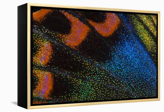 Close-Up Detail Wing Pattern of Tropical Butterfly-Darrell Gulin-Framed Premier Image Canvas