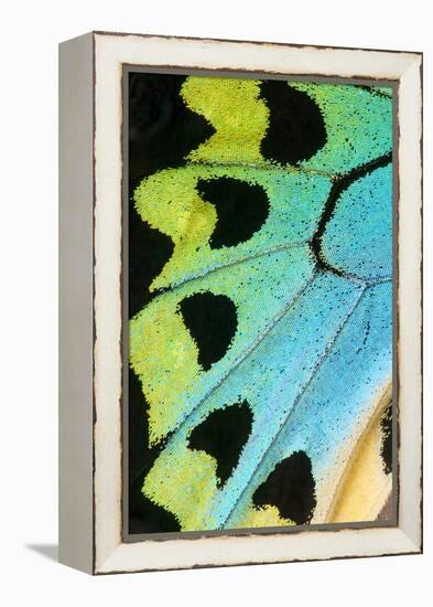 Close-Up Detail Wing Pattern of Tropical Butterfly-Darrell Gulin-Framed Premier Image Canvas