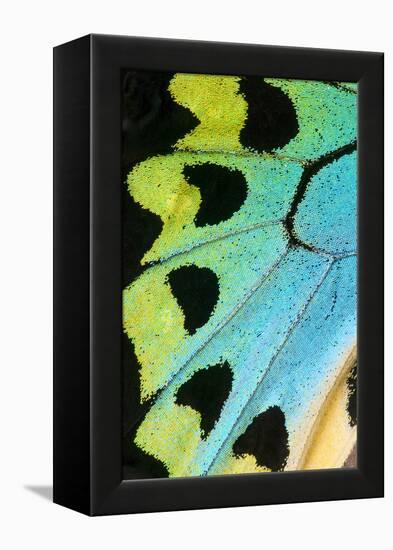 Close-Up Detail Wing Pattern of Tropical Butterfly-Darrell Gulin-Framed Premier Image Canvas