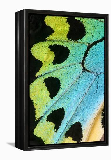 Close-Up Detail Wing Pattern of Tropical Butterfly-Darrell Gulin-Framed Premier Image Canvas