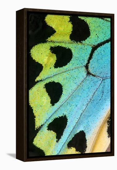 Close-Up Detail Wing Pattern of Tropical Butterfly-Darrell Gulin-Framed Premier Image Canvas