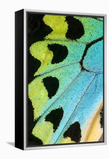 Close-Up Detail Wing Pattern of Tropical Butterfly-Darrell Gulin-Framed Premier Image Canvas