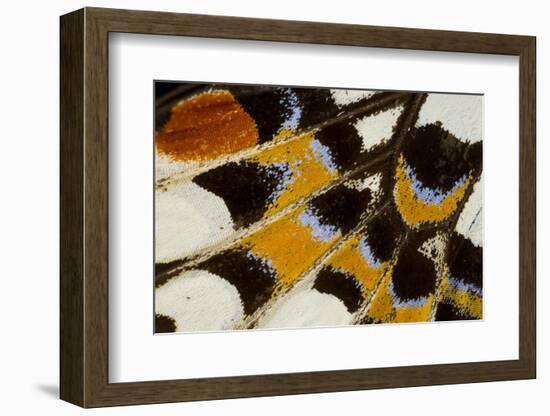 Close-Up Detail Wing Pattern of Tropical Butterfly-Darrell Gulin-Framed Photographic Print