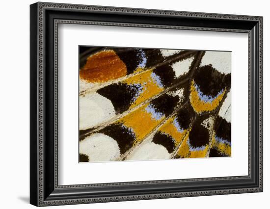 Close-Up Detail Wing Pattern of Tropical Butterfly-Darrell Gulin-Framed Photographic Print