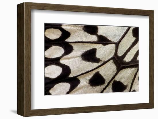 Close-Up Detail Wing Pattern of Tropical Butterfly-Darrell Gulin-Framed Photographic Print