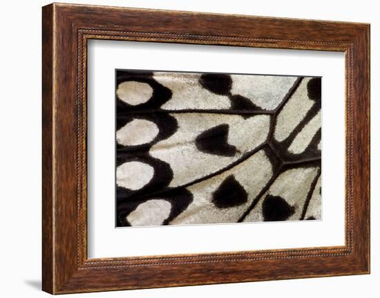 Close-Up Detail Wing Pattern of Tropical Butterfly-Darrell Gulin-Framed Photographic Print