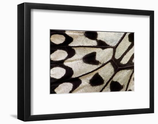 Close-Up Detail Wing Pattern of Tropical Butterfly-Darrell Gulin-Framed Photographic Print