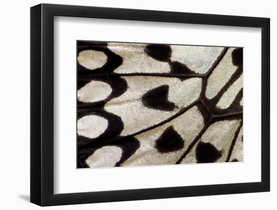 Close-Up Detail Wing Pattern of Tropical Butterfly-Darrell Gulin-Framed Photographic Print