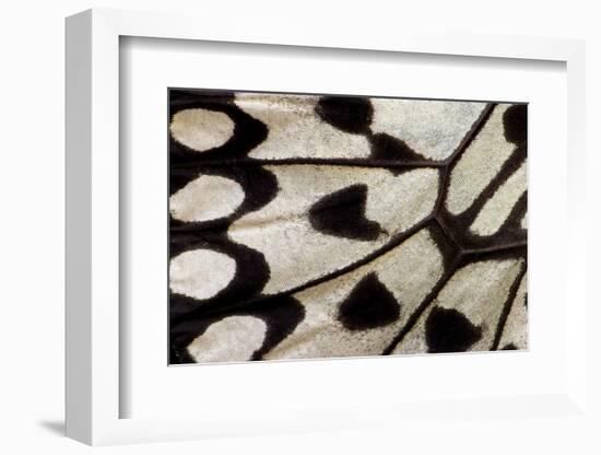 Close-Up Detail Wing Pattern of Tropical Butterfly-Darrell Gulin-Framed Photographic Print