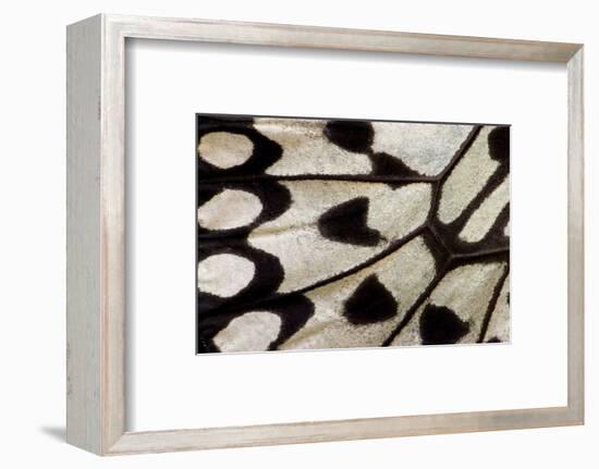 Close-Up Detail Wing Pattern of Tropical Butterfly-Darrell Gulin-Framed Photographic Print