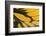 Close-Up Detail Wing Pattern of Tropical Butterfly-Darrell Gulin-Framed Photographic Print