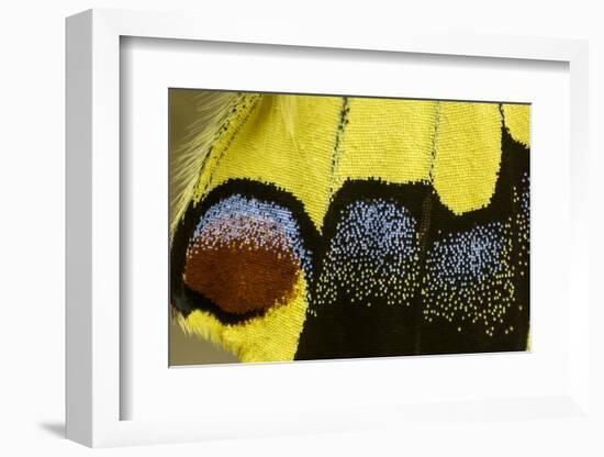 Close-Up Detail Wing Pattern of Tropical Butterfly-Darrell Gulin-Framed Photographic Print