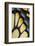 Close-Up Detail Wing Pattern of Tropical Butterfly-Darrell Gulin-Framed Photographic Print