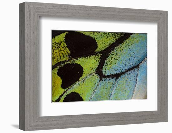 Close-Up Detail Wing Pattern of Tropical Butterfly-Darrell Gulin-Framed Photographic Print