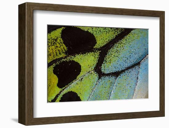 Close-Up Detail Wing Pattern of Tropical Butterfly-Darrell Gulin-Framed Photographic Print