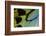 Close-Up Detail Wing Pattern of Tropical Butterfly-Darrell Gulin-Framed Photographic Print