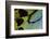 Close-Up Detail Wing Pattern of Tropical Butterfly-Darrell Gulin-Framed Photographic Print