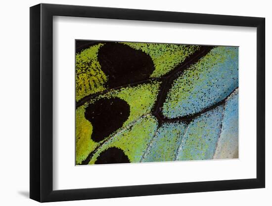 Close-Up Detail Wing Pattern of Tropical Butterfly-Darrell Gulin-Framed Photographic Print