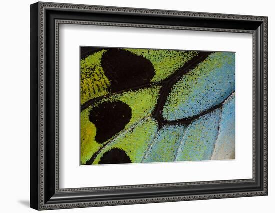 Close-Up Detail Wing Pattern of Tropical Butterfly-Darrell Gulin-Framed Photographic Print