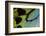 Close-Up Detail Wing Pattern of Tropical Butterfly-Darrell Gulin-Framed Photographic Print