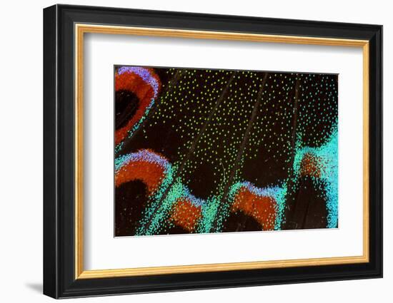 Close-Up Detail Wing Pattern of Tropical Butterfly-Darrell Gulin-Framed Photographic Print
