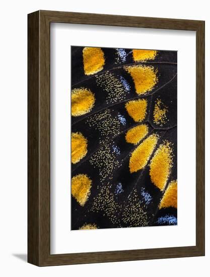 Close-Up Detail Wing Pattern of Tropical Butterfly-Darrell Gulin-Framed Photographic Print