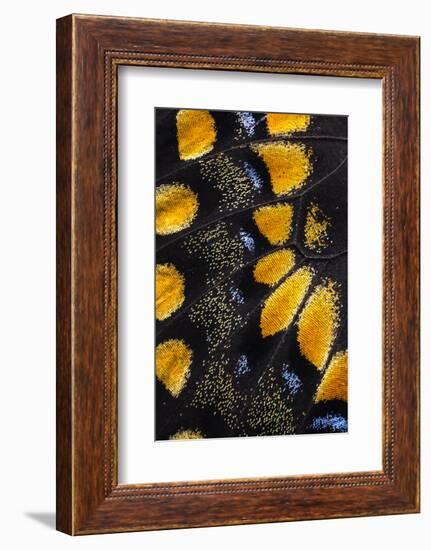 Close-Up Detail Wing Pattern of Tropical Butterfly-Darrell Gulin-Framed Photographic Print