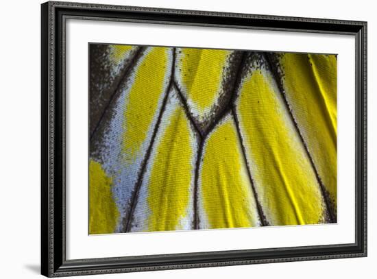 Close-Up Detail Wing Pattern of Tropical Butterfly-Darrell Gulin-Framed Photographic Print