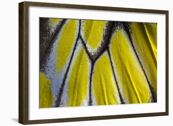 Close-Up Detail Wing Pattern of Tropical Butterfly-Darrell Gulin-Framed Photographic Print