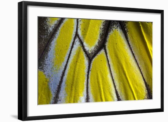 Close-Up Detail Wing Pattern of Tropical Butterfly-Darrell Gulin-Framed Photographic Print