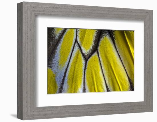 Close-Up Detail Wing Pattern of Tropical Butterfly-Darrell Gulin-Framed Photographic Print